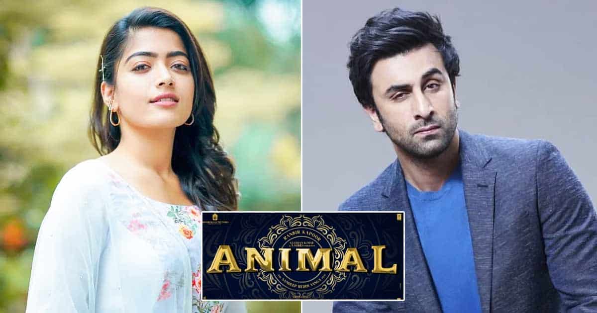 Animal Box Office Collection Day 15 Revenue Slows Down